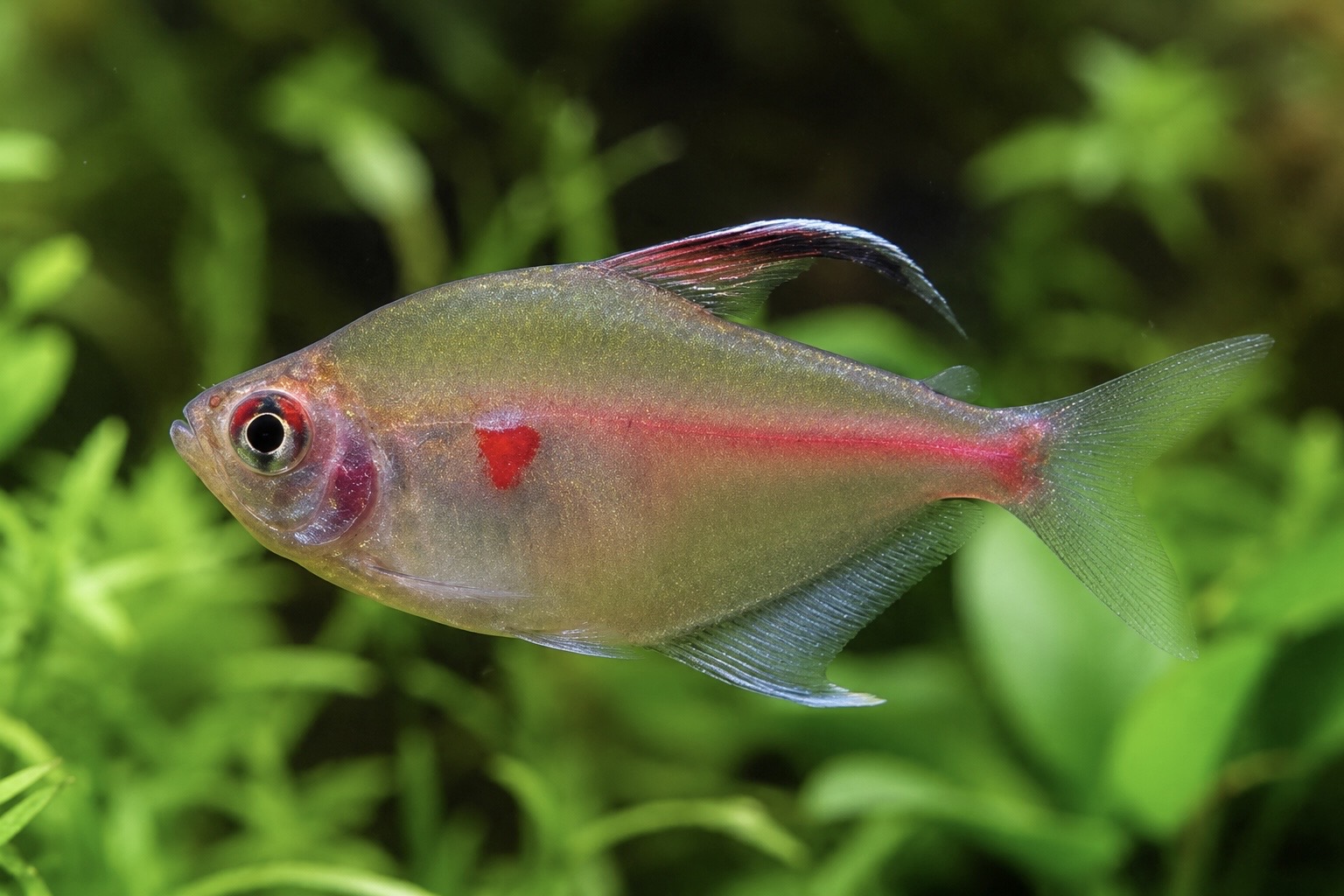 Megalamphodus erythrostigma