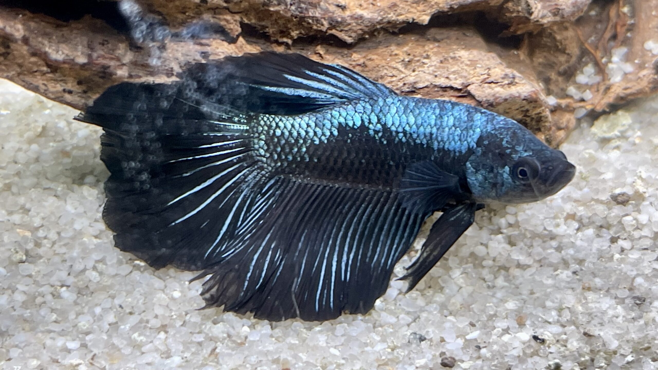 Betta splendens