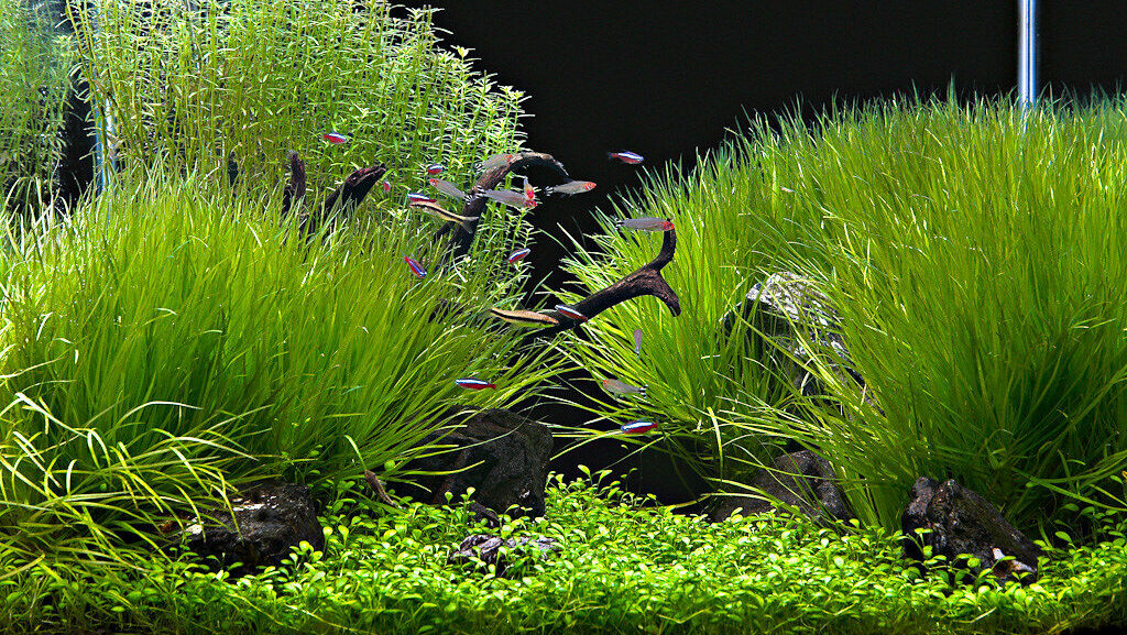 Aquariophilie eau douce