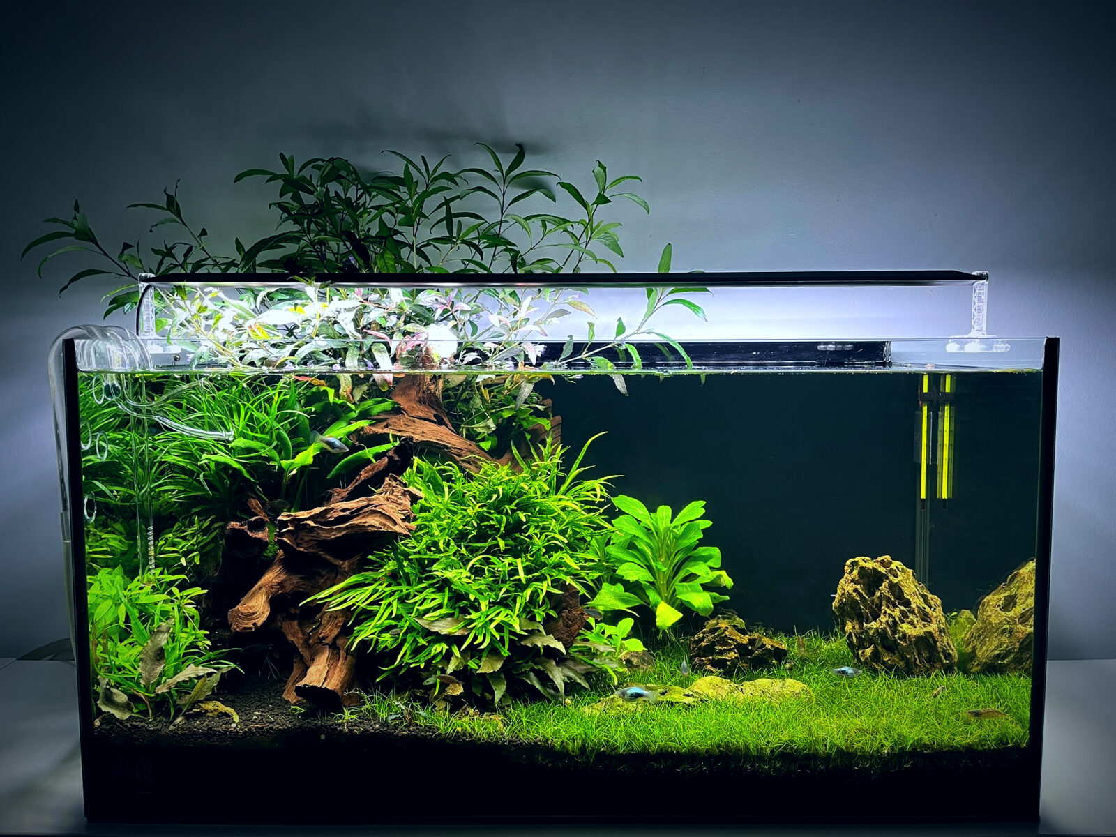 Biotope aquarium