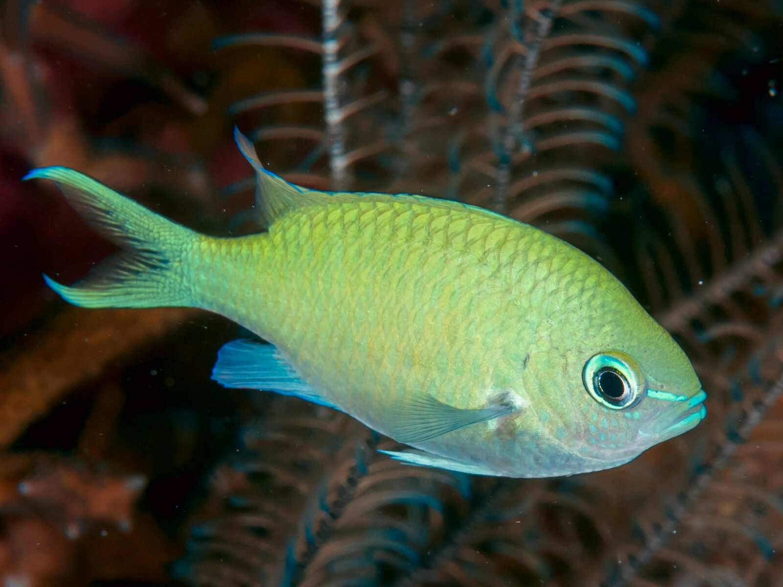 Chromis viridis