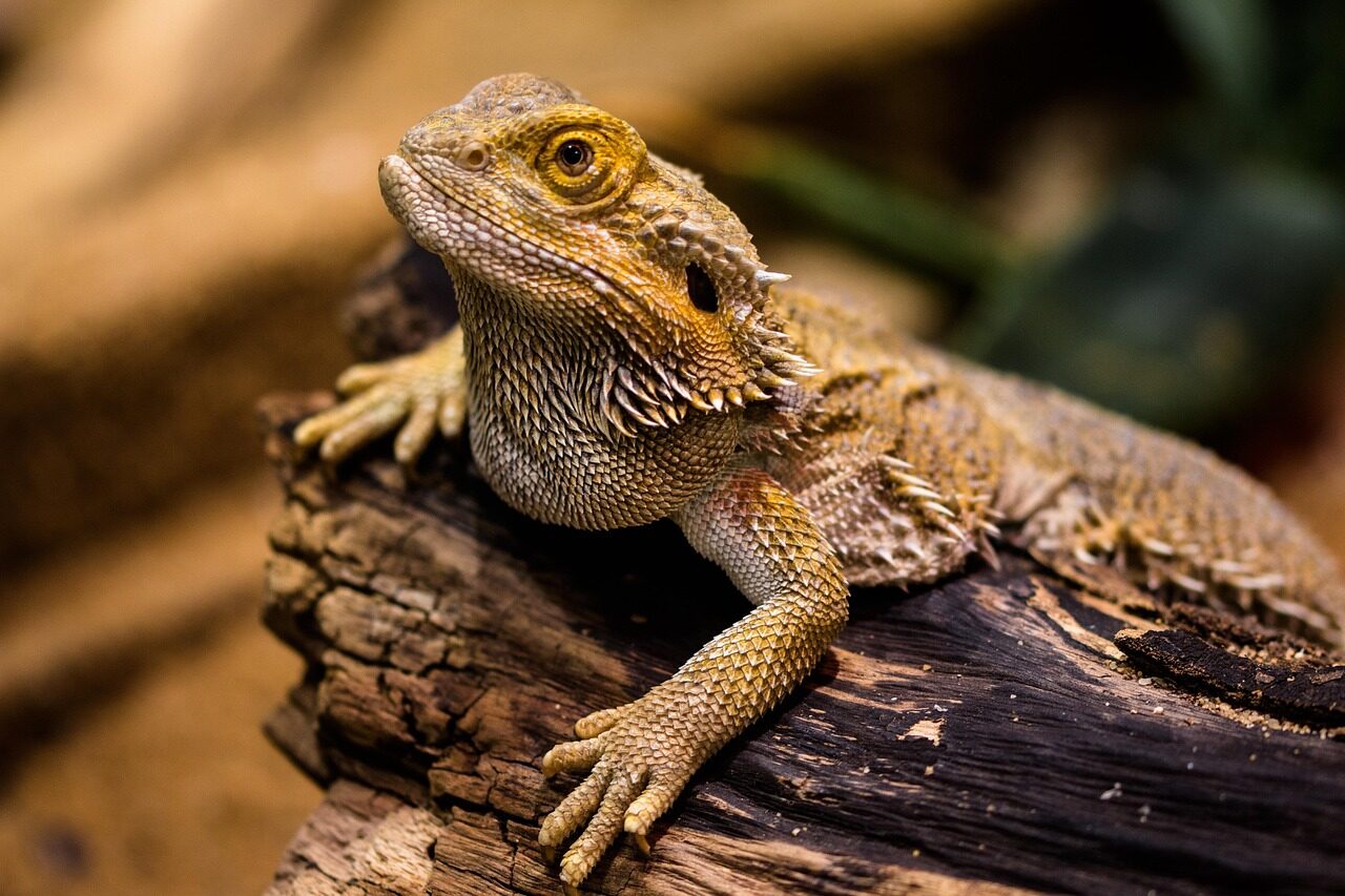 Pogona vitticeps