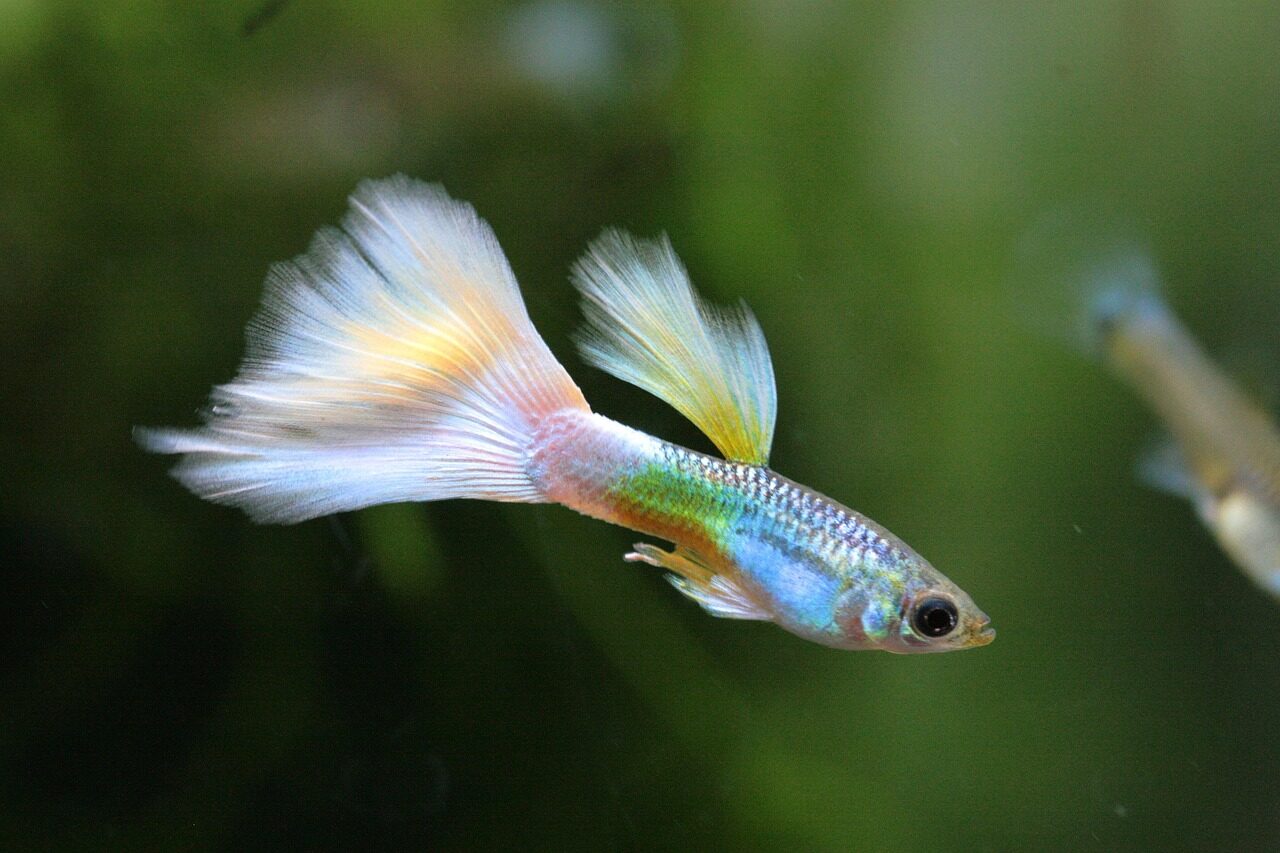 Poecilia reticulata