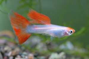 Poecilia reticulata