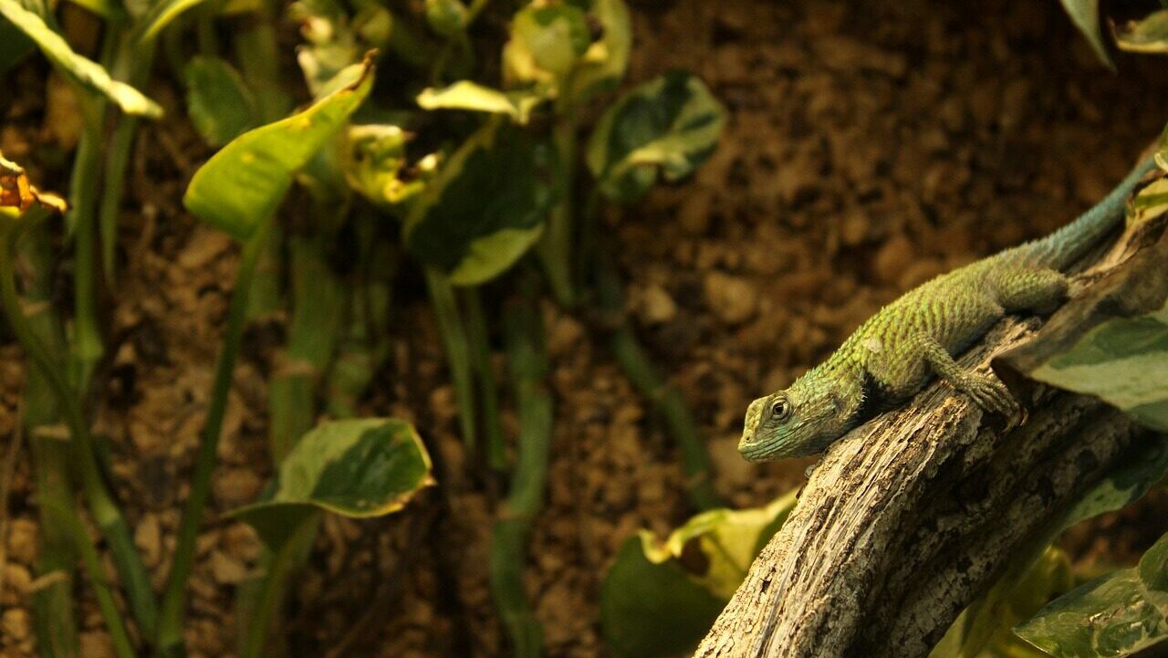 Terrariophilie