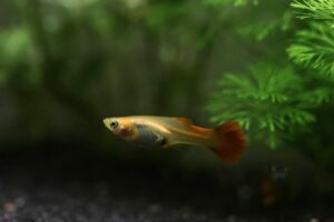 Poecilia reticulata