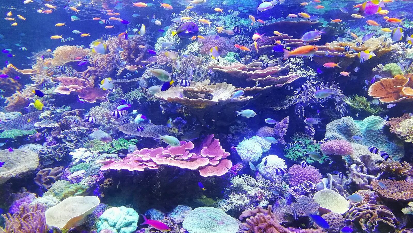 Aquariophilie marine recifale