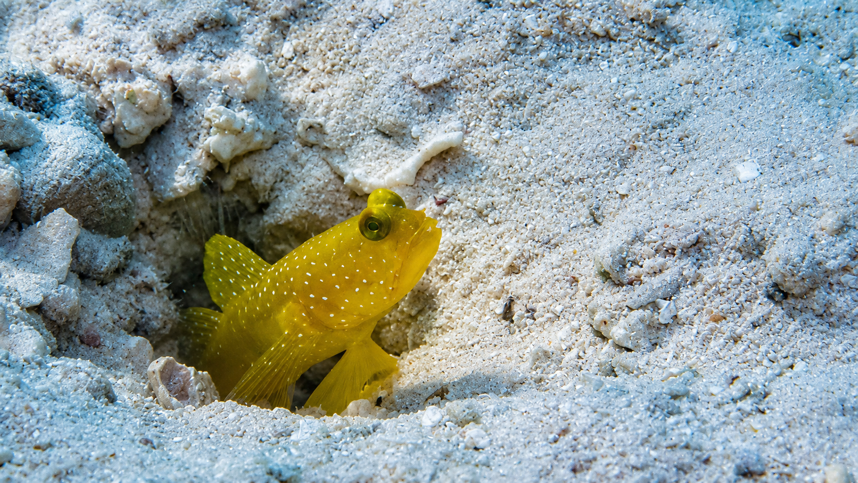 Cryptocentrus cinctus