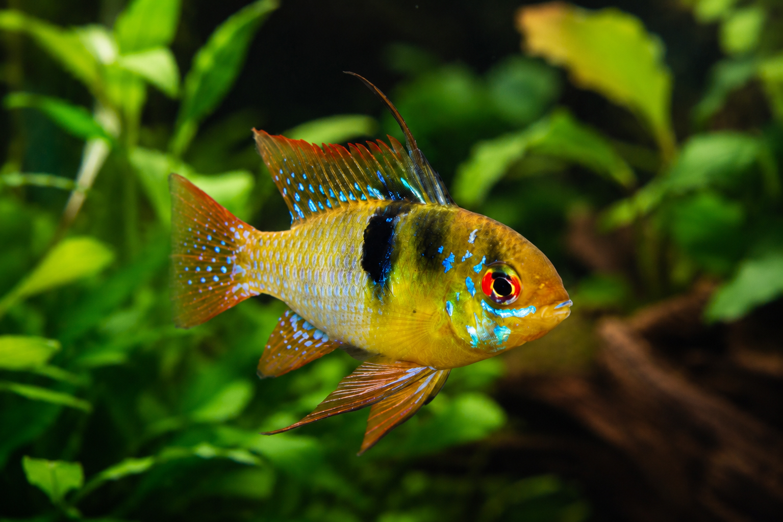 Mikrogeophagus ramirezi