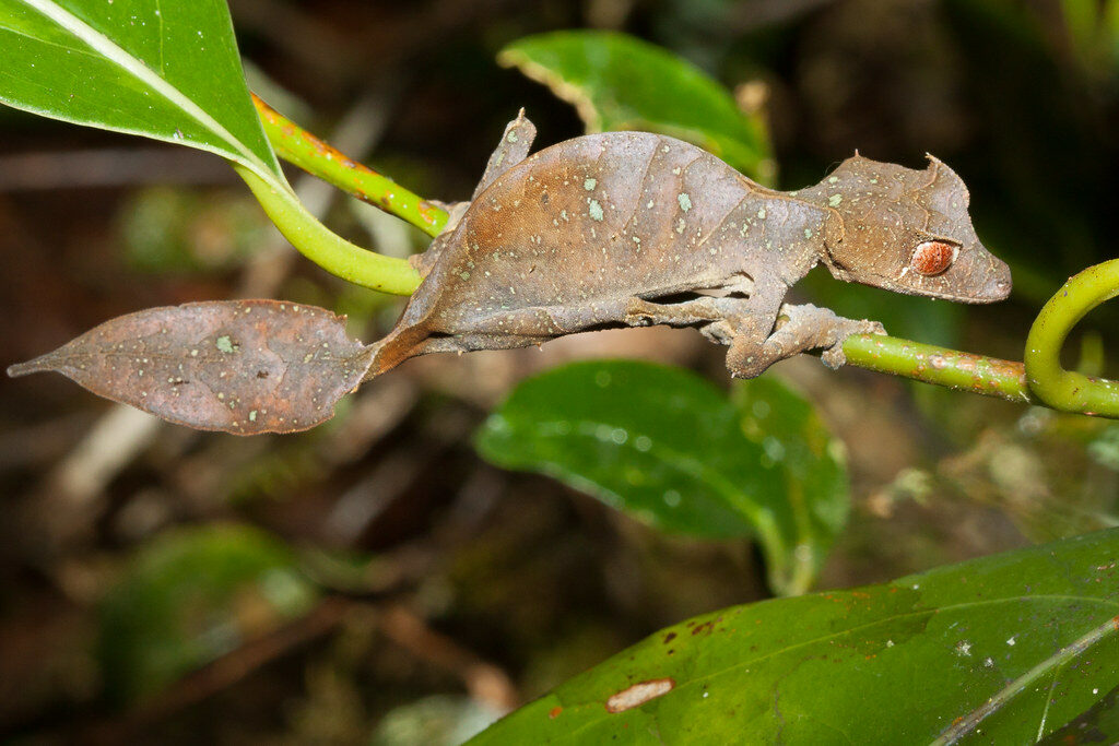 Uroplatus phantasticus