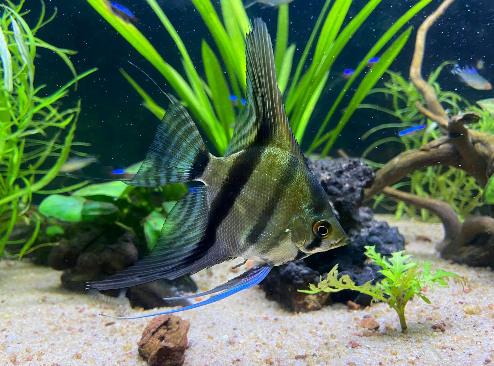 Pterophyllum scalare