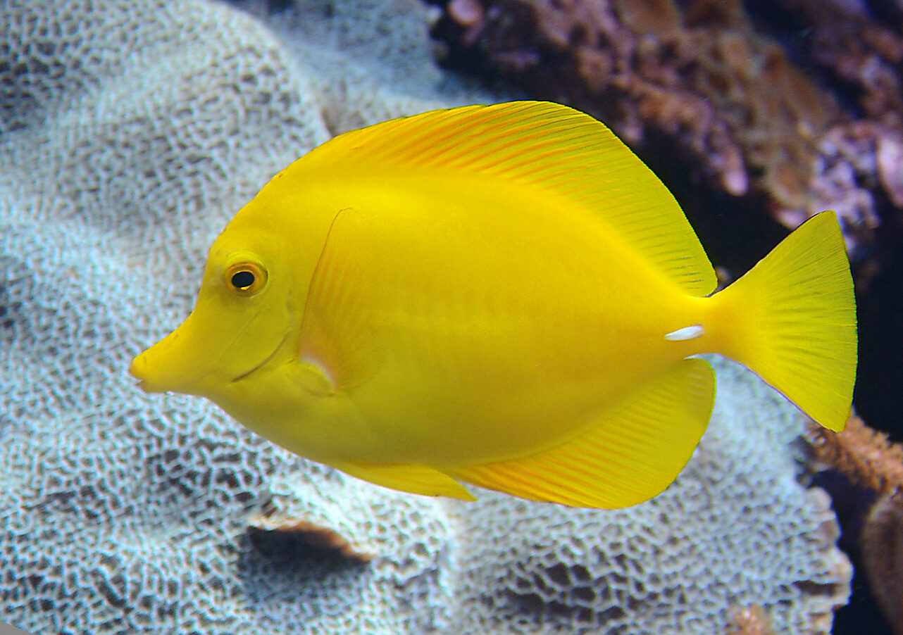 Zebrasoma flavescens : poisson-chirurgien jaune